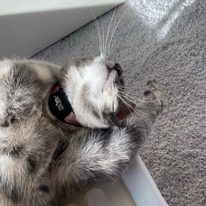 Meet your Posher, Avery